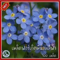 100 เมล็ด ฟอร์เก็ตมีน็อตสีฟ้า Blue Forget me not เมล็ดอย่าลืมฉัน เมล็ดพันธุ์ฟอร์เก็ตมีน็อตสีฟ้า เมล็ดพันธุ์ฟอร์เก็ตมีน็อต ฟอร์เก็ตมีน็อต