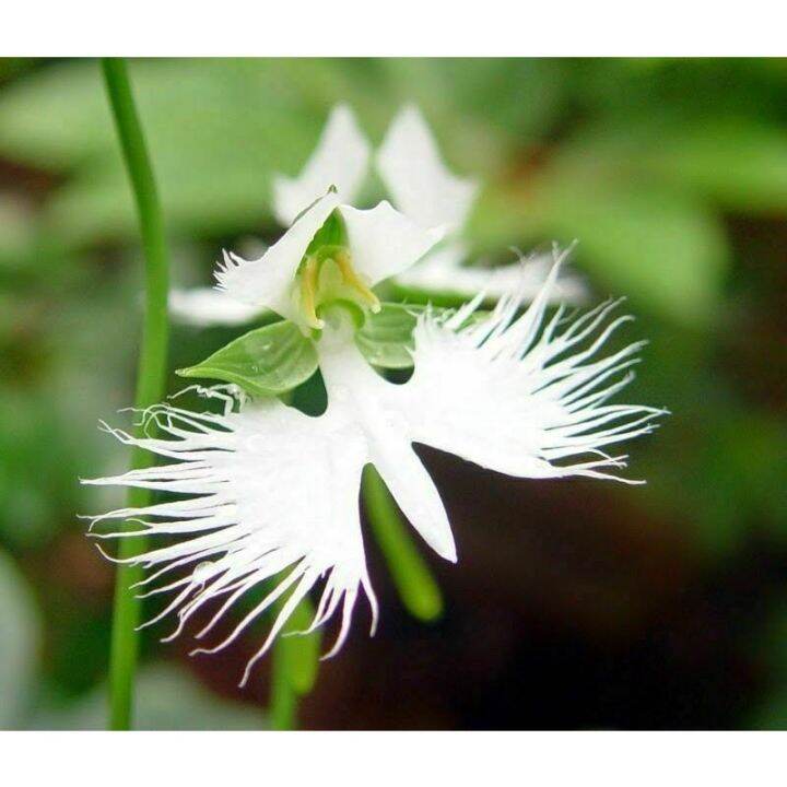 Japanese Radiata White Egret Orchid Flower Seed Beautiful Viable Bonsai