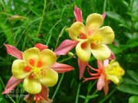 20 เมล็ดพันธุ์ เมล็ด ดอกโคลัมไบน์ (Columbine) เป็นดอกไม้ประจำรัฐ Colorado Columbine flower Seed อัตราการงอกสูง 80-85%