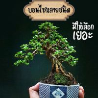 ?สินค้าขายดี? [เพรมน่าเกาะหินด่าง](บอนไซ) มีหลายชนิดให้เลือก เพรมน่า ม่วงเจริญ บ๊วยน้ำ หมากเมเปิ้ล สนดำ มะสัง แก้วแคระ หูกระจง เชอรี่แคระ