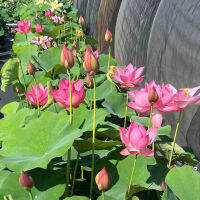 5 เมล็ดพันธุ์ บัว สายพันธุ์ Ju Zi Lotus สีชมพู นำเข้าจาก อเมริกา เพาะปลูกและเก็บเมล็ดในไทย ขยายพันธุ์ในไทยได้