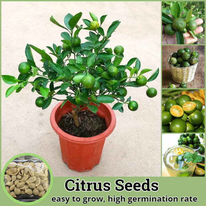 [Fast Germination] Citrus Seed Fresh Fruit Seeds for Planting (4050