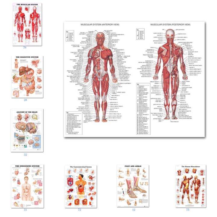 Muscular System Posters Silk Cloth Anatomy Chart Medical Human Body ...