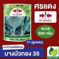 เมล็ดพันธุ์ ศรแดง คะน้า บางบัวทอง กระป๋อง ขนาด 500 กรัม