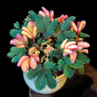 Mimosa Pudica ธูปหอมดอกไม้กลิ่นหอมธูป100ชิ้น