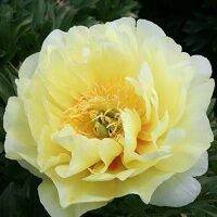 20 เมล็ด เมล็ดโบตั๋น ดอกโบตั๋น ดอกพีโอนี (Peony) สีเหลือง Yellow Peony ดอกไม้นี้​เป็นสัญลักษณ์ของความมั่งคั่งร่ำรวย ความซื่อสัตย์ อัตราการงอกสูง 70-80%