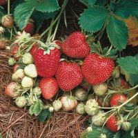 เมล็ดพันธุ์ Strawberry seed สายพันธุ์ Ozark Beauty 50 เมล็ด เมล็ดพันธุ์จาก ยุโรป