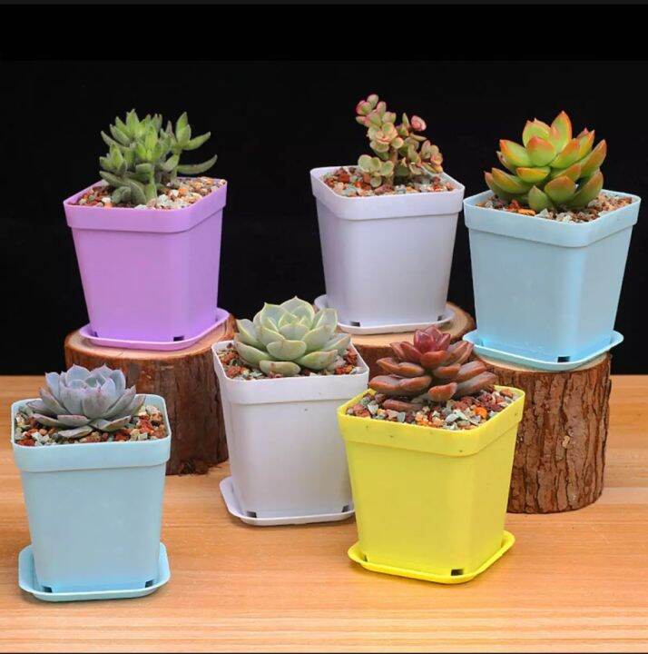 Set of 10 Mini Colorful Square Pot for Cactus and Succulents with Tray