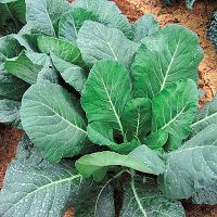 เมล็ดพันธุ์ ปูเล่ฝรั่ง แชมป์เปี้ยน Champion Collards Seed 400 เมล็ด คุณภาพดี ราคาถูก ของแท้ 100%