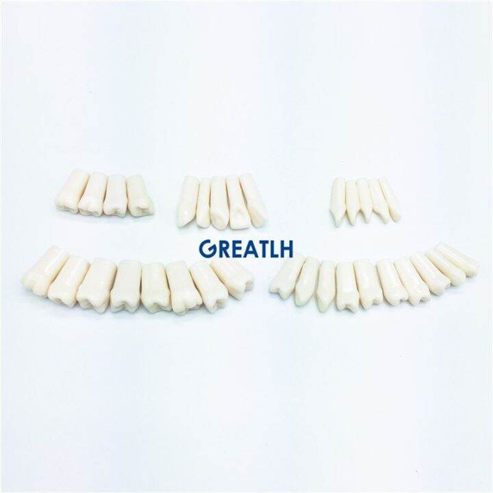 28pcs-32pcs-removable-teeth-model-with-screw-in-dental-standard-teeth-model-for-dental-practice