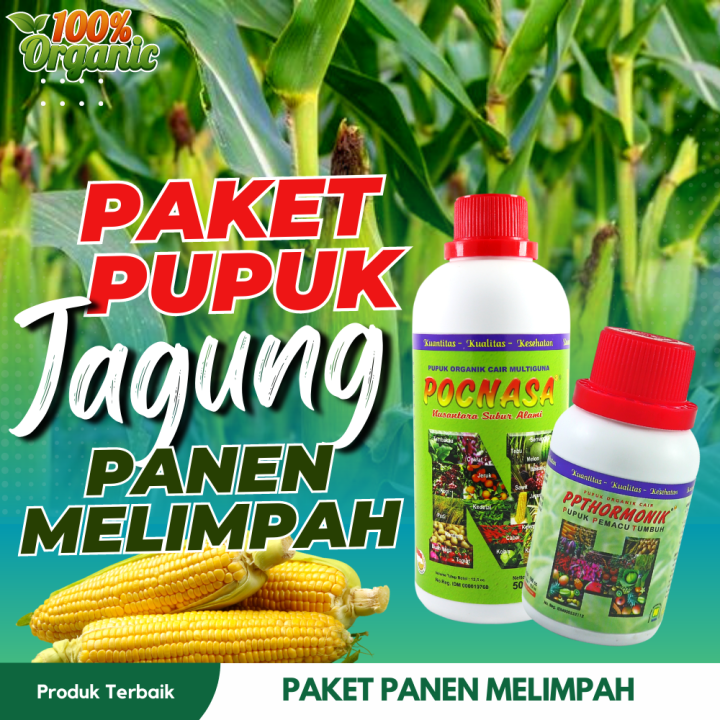 Pupuk Jagung Organik Terbaikpupuk Jagung Masa Pertumbuhanpupuk Jagung Manispupuk Jagung 4592