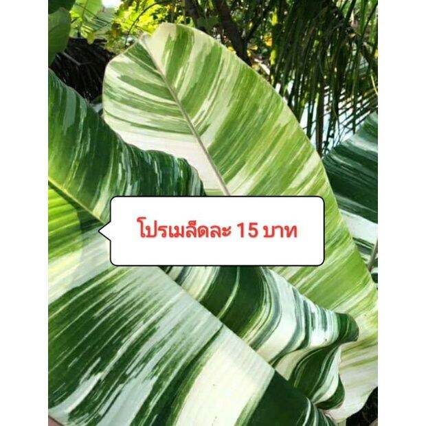 โปรโมชั่น-เมล็ดกล้วยตานีด่าง100-คัดเมล็ด-มีประกันงอก-ราคาดี-ต้นไม้-ฟอก-อากาศ-กระถาง-ต้นไม้-ไม้-ประดับ-ต้นไม้-ปลูก-ใน-บ้าน