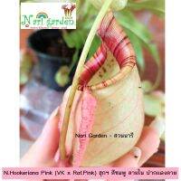 ต้นหม้อข้าวหม้อแกงลิง พันธุ์ N.Hookeriana Pink (VK x Raf.Pink) ฮุกฯ สีชมพู ลายใน ปากแดงลาย (กระถาง 3 - 8 นิ้ว) ไม้กินแมลง ไม้ประดับ ตกแต่งสวนสวย