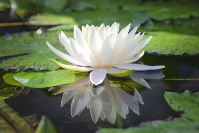 เมล็ดบัว 5 เมล็ด ดอกสีขาว ดอกใหญ่ ของแท้ 100% เมล็ดพันธุ์บัวดอกบัว ปลูกบัว เม็ดบัว สวนบัว บัวอ่าง Lotus Seed