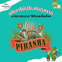 Piranha by Advanced Nutrients จุลินทรีย์บำรุงราก ปุ๋ยปลูกสมุนไพร ปุ๋ยนำเข้า #ปุ๋ยพื้นฐาน #Advanced Nutrients #420