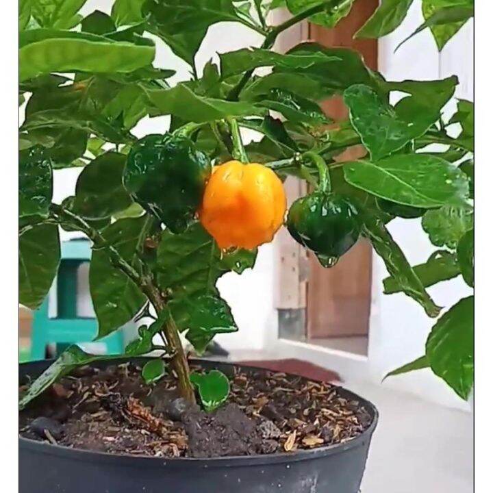 SCOTCH ORANGE habanero super hot pepper Lazada