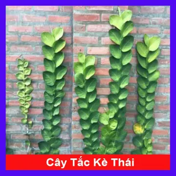 Cây Tắc Kè Leo Tường Giá Tốt T02/2024 | Mua tại Lazada.vn