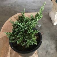 สนเลื้อย (Juniperus procumbens) ไซด์กระถาง 7 นิ้ว