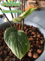 เสน่ห์จันทร์ประกายดาวด่างชมพู เสน่ห์จันทร์ประกายดาว : Homalomena Rubescens Variegated