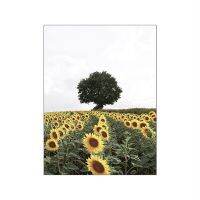 Póster De Paisaje De Campo ฟลอเรสเดอ De Tulipán,Póster De Planta Verde,Girasol,Naturaleza,Lago,Arte ผนัง,Pintura En Lienzo,ภาพพิมพ์ผ้าใบ1ชิ้นทำจากไม้ด้านในมีกรอบหรือไร้กรอบ (ขนาดของภาพสามารถปรับแต่งได้)