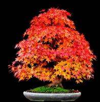 ขายส่ง 50 เมล็ด Japanese Red Maple ไม้ผลัดใบเมเปิ้ลเรดญี่ปุ่นและบอนไซเมเปิ้ลแดง ต้นเมเปิ้ลต้นไม้ประดับ บอนไซแคระ บอนไซ เมล็ดดอกไม้ ไม้ประดับ ต้นไม้หายาก ต้นไม้มงคล ต้นไม้นำโชค