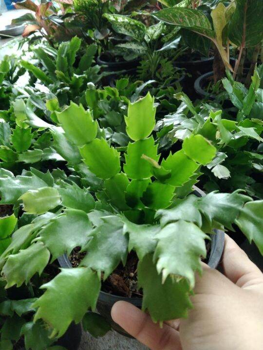 ต้นดอกโบตั๋นแคระหรือคริสมาสแคคตัส-christmas-cactus-จัดส่งแบบสุ่มดอกคละสี-ชมพู-แดง-ขาว-ส้ม-ม่วง-กระถาง5นิ้ว-ชอบแดดรำไร-เลี้ยงง่ายทนไม่ชอบน้ำ