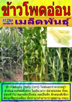 AGPS เมล็ดพันธุ์ ข้าวโพดอ่อน ราคาต่อ1ซอง