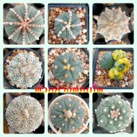 ??แอสโตร คัดหน้าไม้ ??  Astrophytum asterias  ต้นกระบองเพชร ต้นแคคตัส (แคคตัส กระบองเพชร)