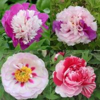 20 เมล็ด เมล็ดโบตั๋น ดอกโบตั๋น ดอกพีโอนี (Peony) คละสี ดอกไม้นี้​เป็นสัญลักษณ์ของความมั่งคั่งร่ำรวย ความซื่อสัตย์ เปอร์เซ็นการงอก 70-80%