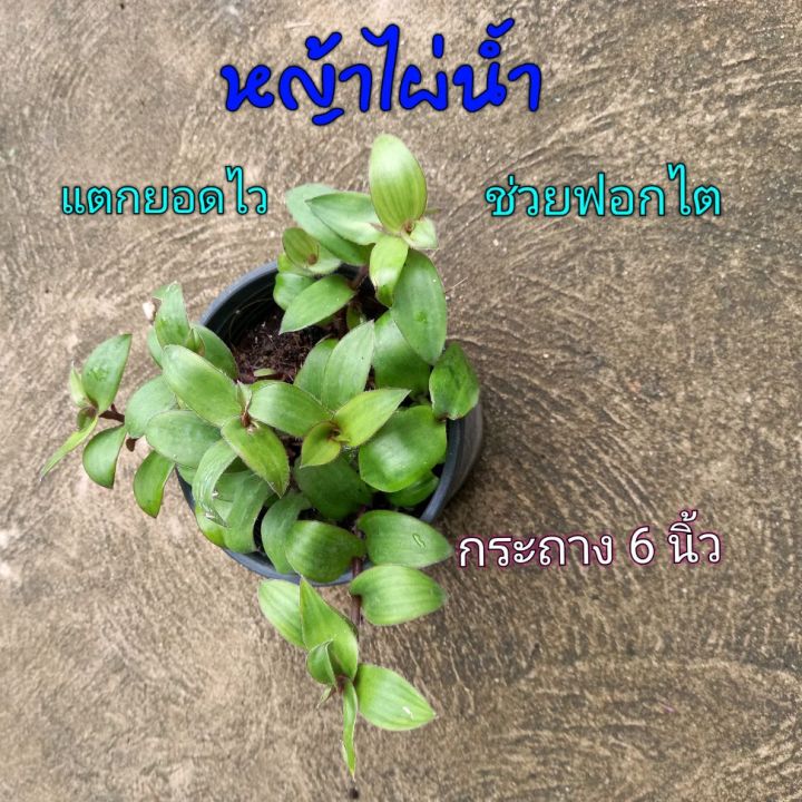 หญ้าไผ่น้ำกระถาง6นิ้ว-ช่วยฟอกไต-ขับของเสียและปัสสาวะ