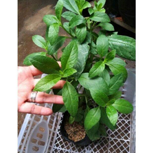 buy one get one free，50 seeds (not plants) Ashitaba Gynura procumbens ...