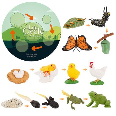 Simulation Life Cycle Animals Model Montessori Toy Children Insect Plant Growth Cycle Biology Science Open-Ended Educational Toy