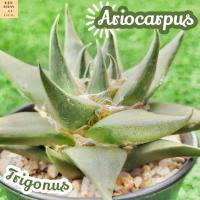 [อะริโอคาร์ปัส ไตรโกนัส] ariocarpus trigonus แคคตัส ต้นไม้ ไม้หนาม ไม้ทนแล้ง กุหลาบหิน ไม้อวบน้ำ พืชอวบน้ำ succulent cactus กระบองเพชร ของขวัญ