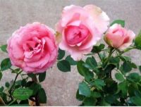 30 เมล็ด เมล็ดพันธุ์ กุหลาบ The First Lady Rose Seed ดอกใหญ่ ดอกหอม นำเข้าจากต่างประเทศ พร้อมคู่มือ เมล็ดสดใหม่