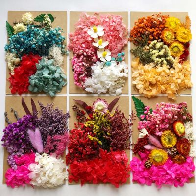 [AYIQ Flower Shop] 1แพ็คนูนดอกไม้ที่เก็บรักษาไว้วัสดุดอกไม้แห้งอมตะกรอบรูปกดดอกไม้แพคเกจ DIY เทียนหอมระเหยตกแต่ง