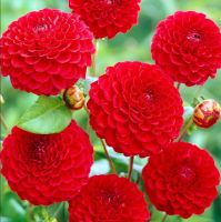 รักเร่ Dahlia สายพันธุ์ Pompon Nescio Red 1 เหง้า/ออเดอร์ หัวรักเร่ ดอกไม้ หัวหน่อ เหง้า นำเข้า เนเธอร์แลน หัวสดใหม่