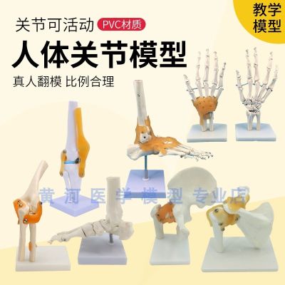 Human body joint model bone elbow wrist ankle bone shoulder knees hip bone attached to the ligament of medical teaching AIDS