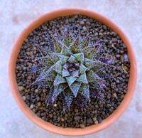 Haworthia reticulata hurlingii เฮอลินจิไอ A095