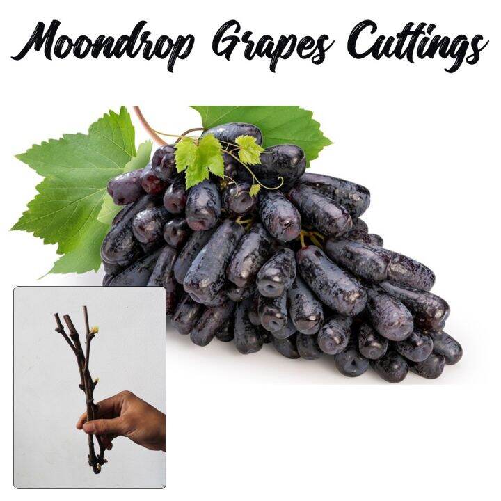 MOONDROP Grapes Cuttings are large, have thick, crunchy, skins and