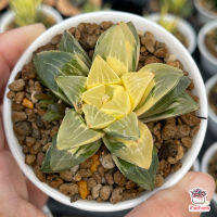 โปรแรง Haworthia Asperula variegata ฮาโวเทีย ไม้อวบน้ำ กุหลาบหิน cactus&amp;succulentหลากหลายสายพันธุ์ เก็บเงินปลายทาง