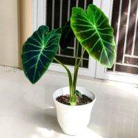 Colocasia Black Beauty บอนใบลายดำดุๆ เรียวๆ มนต์เสน่ห์สุดๆ สวยเด่น โตไวสุดๆ ใบใหญ่มาก ไม้สะสม ขยายพันธุ์ไวมากๆๆ