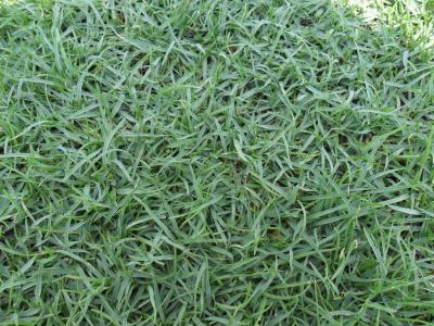 เกรดพรีเมี่ยม 1 ปอนด์ เมล็ดหญ้าพาสพาลัม Paspalum Grass หญ้าปูสนาม สนามหญ้า พืชตระกูลหญ้า เมล็ดพันธ์หญ้า ปูหญ้า ปูสนาม สนามหญ้าและสวน