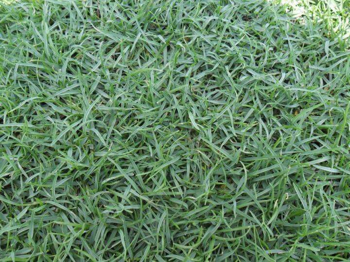 เกรดพรีเมี่ยม-1-ปอนด์-เมล็ดหญ้าพาสพาลัม-paspalum-grass-หญ้าปูสนาม-สนามหญ้า-พืชตระกูลหญ้า-เมล็ดพันธ์หญ้า-ปูหญ้า-ปูสนาม-สนามหญ้าและสวน