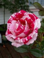 30 เมล็ด เมล็ดพันธุ์ กุหลาบ สตาร์แอนด์สไตร้พส์ Stripes Rose Seed สี ขาว-แดง ดอกใหญ่ นำเข้าจากต่างประเทศ พร้อมคู่มือ เมล็ดสด