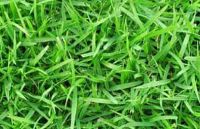 1 กิโลกรัม เมล็ดหญ้าญี่ปุ่น Japanese Lawn Grass Zoysia japonica Kerean Lawngrass ราคาถูก หญ้าปูสนาม สนามหญ้า พืชตระกูลหญ้า เมล็ดพันธ์หญ้า