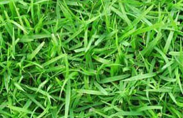 ขายส่ง-1กิโลกรัม-เมล็ดหญ้าญี่ปุ่น-japanese-lawn-grass-zoysia-japonica-kerean-lawngrass-หญ้าปูสนาม-สนามหญ้า-พืชตระกูลหญ้า-เมล็ดพันธ์หญ้า