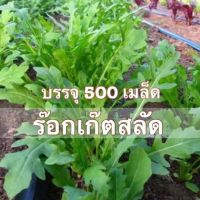 เมล็ดพันธุ์ สลัดไวล์ร็อคเก็ต ปลูกต่อได้ 500 เมล็ด