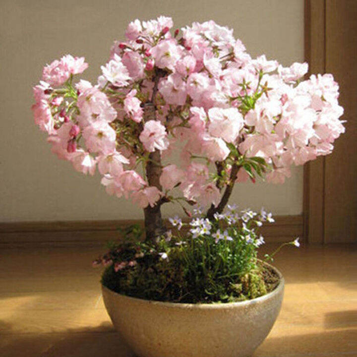 Philippines Ready Stock YUE 30Pcs/bag Bonsai Tree Japanese Sakura Seeds ...