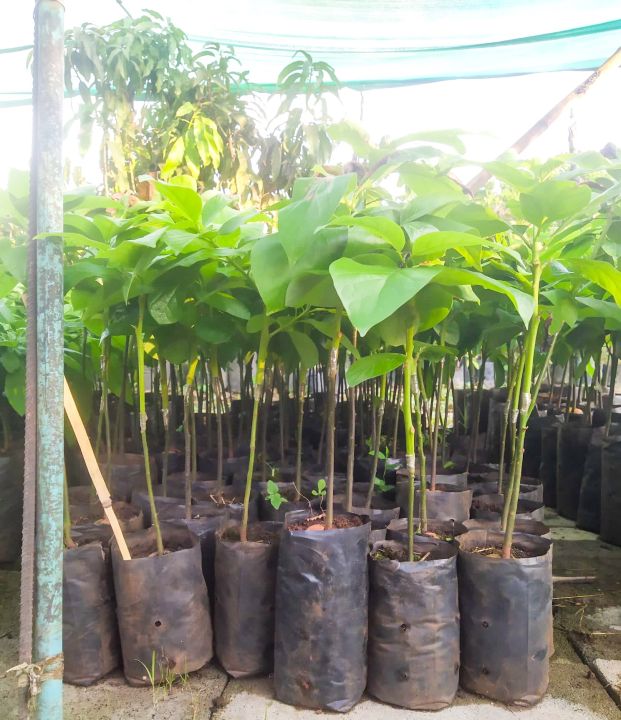 ต้นอะโวคาโด้-พันธุ์บูท7-ราคา-200-บาท-เสียบยอด-ความสูง-40-50-เซนติเมตร