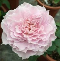 กุหลาบ Double Happiness Rose Seeds 30 เมล็ด Garden Seeds เมล็ดพันธุ์ ดอกใหญ่ ดอกหอม นำเข้าจากต่างประเทศ พร้อมคู่มือ